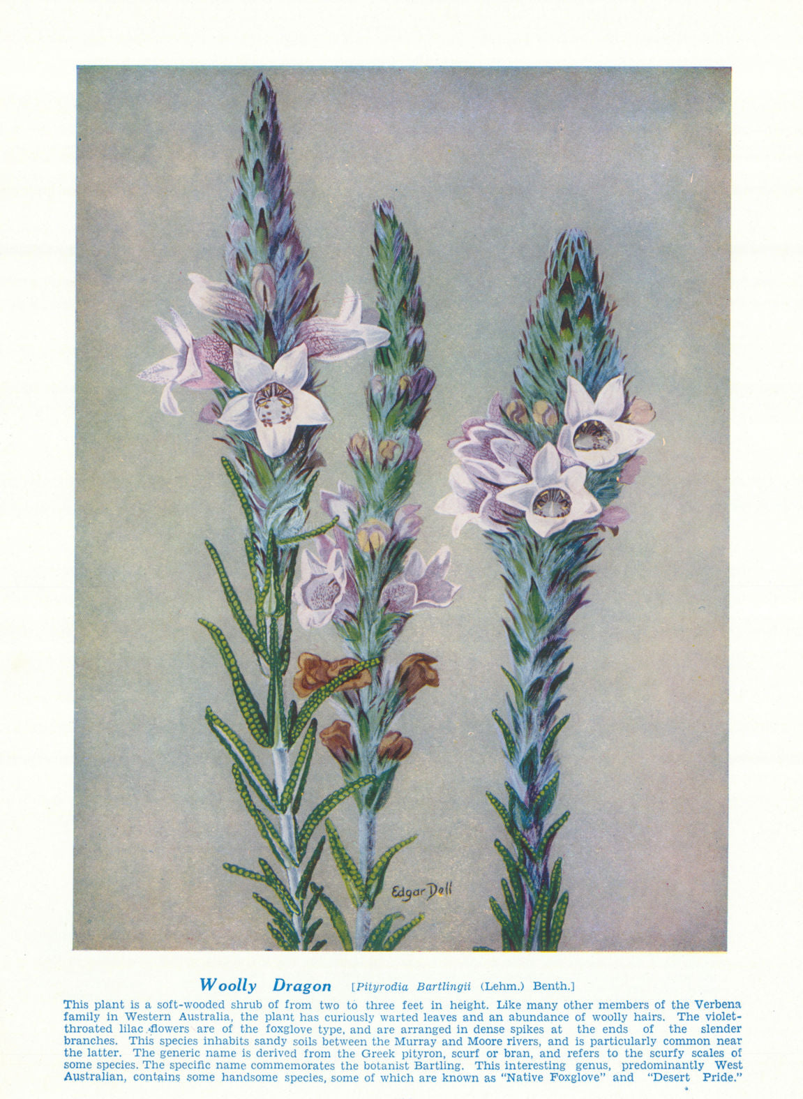 Woolly Dragon (Pityrodia Bartlingii). West Australian Wild Flowers 1950 print